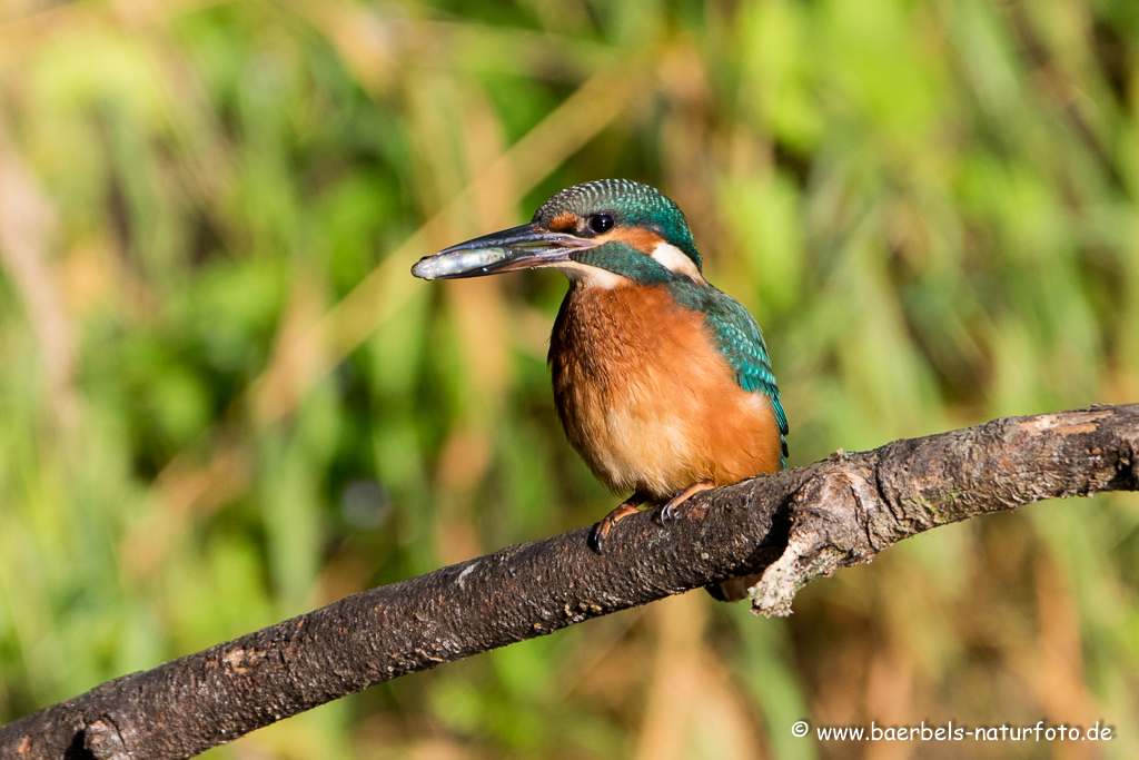 Eisvogel