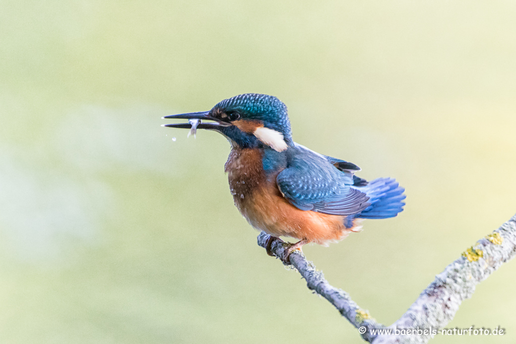 Eisvogel