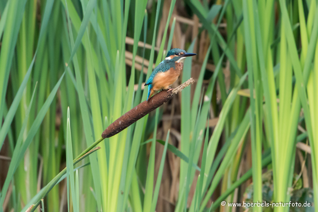 Eisvogel