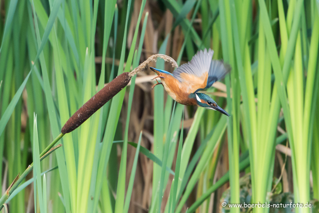 Eisvogel