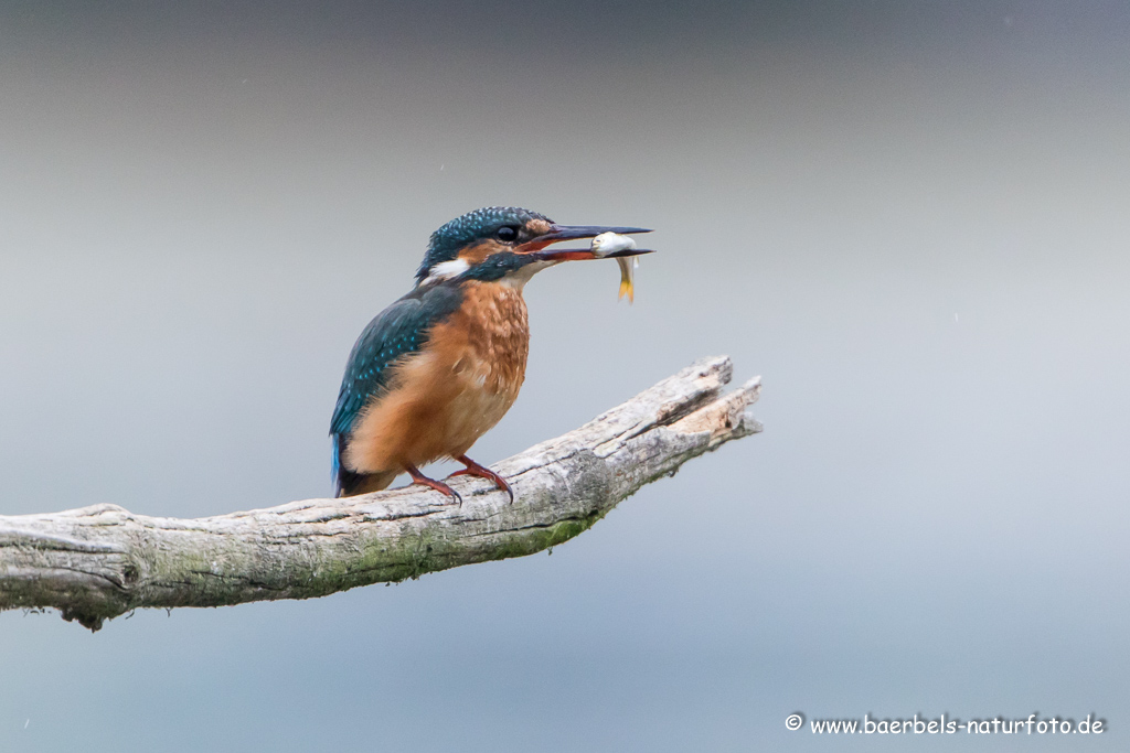 Eisvogel