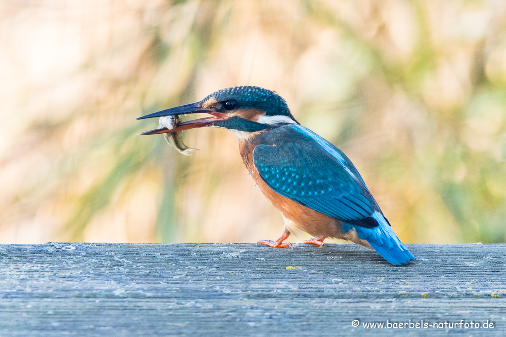 Eisvogel