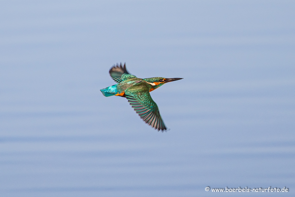 Eisvogel