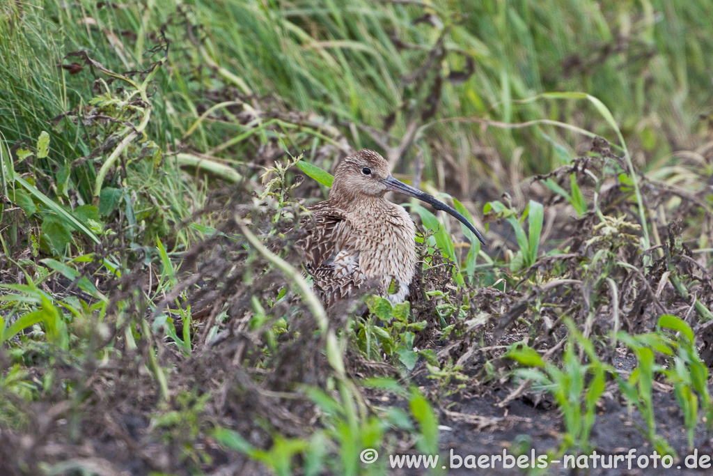 Grosser Brachvogel