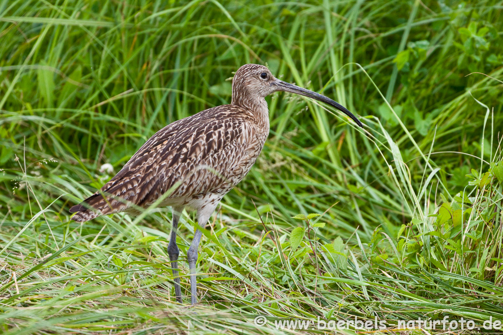 Grosser Brachvogel