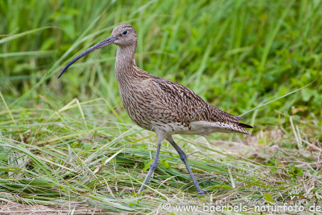 Grosser Brachvogel