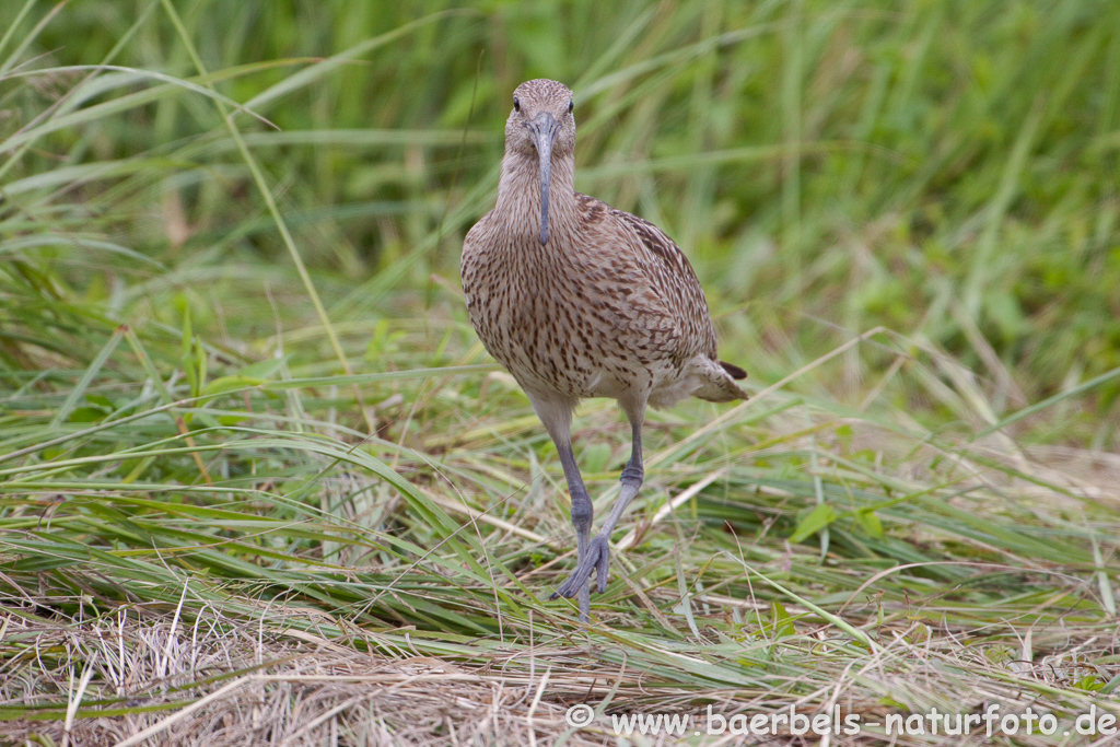 Grosser Brachvogel