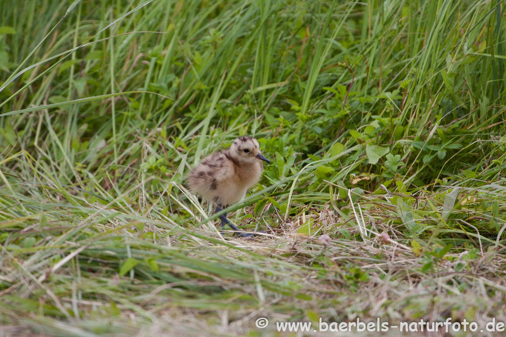 Grosser Brachvogel