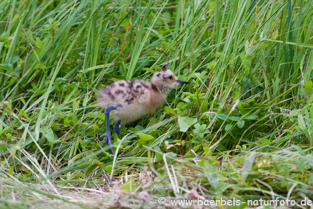 Grosser Brachvogel