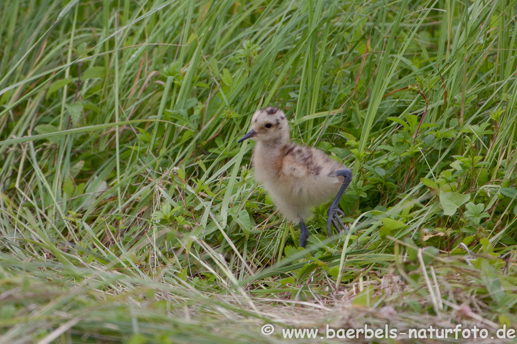 Grosser Brachvogel