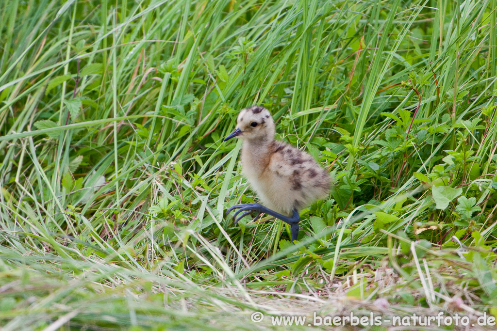 Grosser Brachvogel