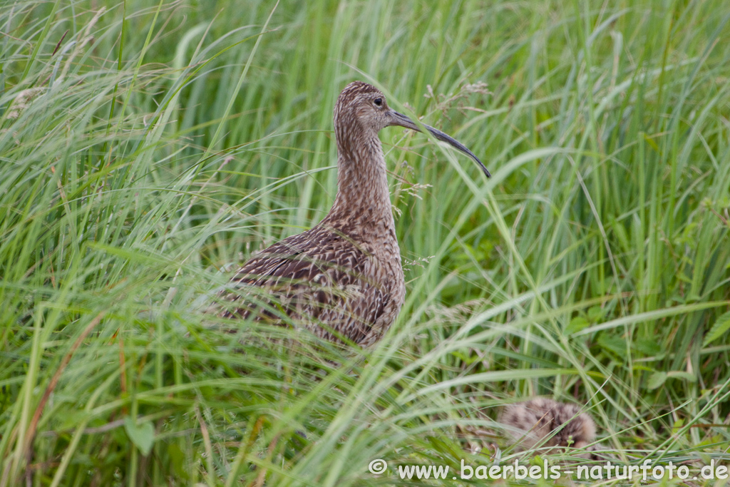 Grosser Brachvogel