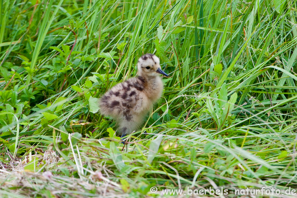 Grosser Brachvogel