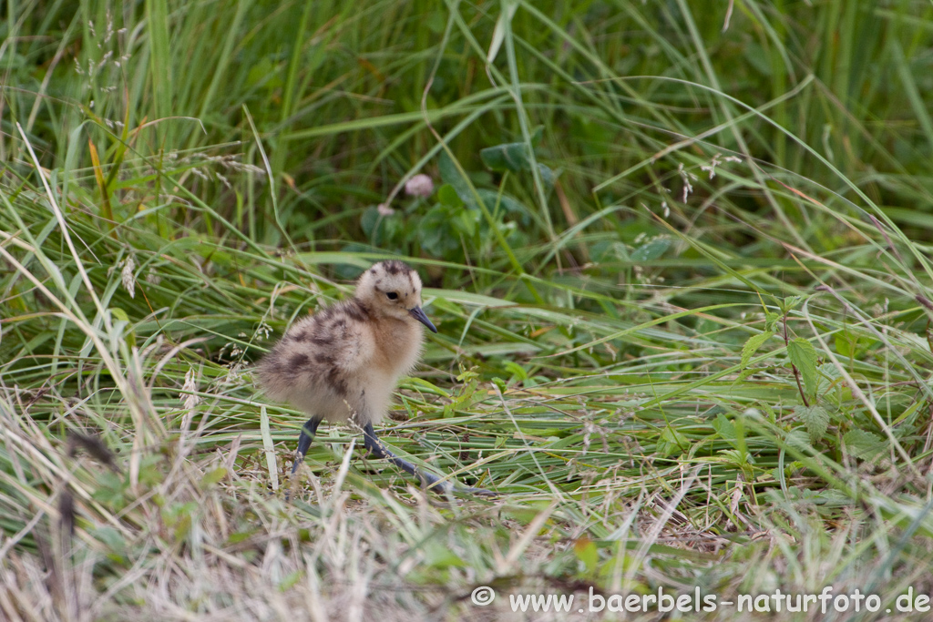 Grosser Brachvogel