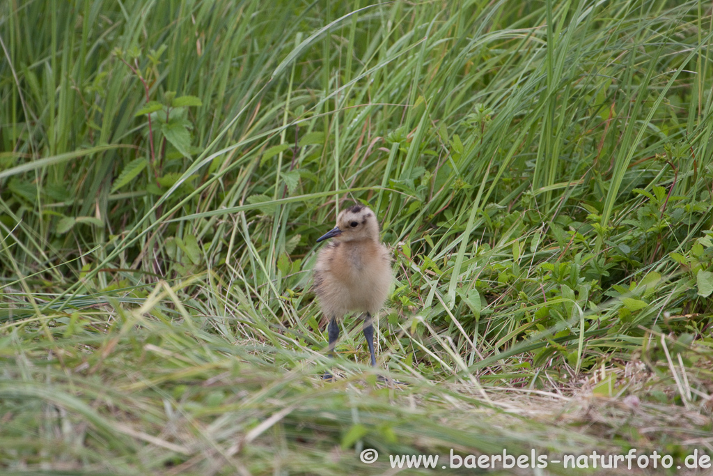 Grosser Brachvogel