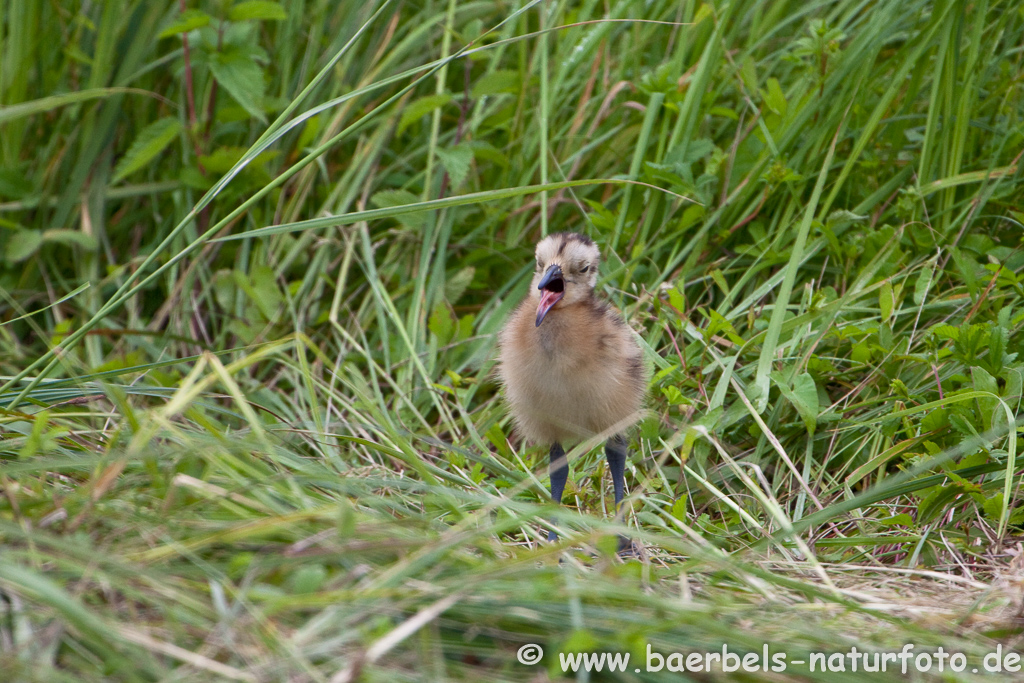 Grosser Brachvogel