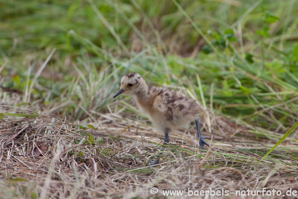 Grosser Brachvogel