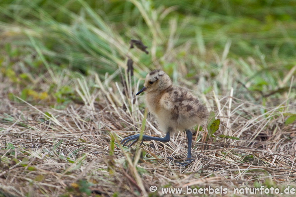 Grosser Brachvogel