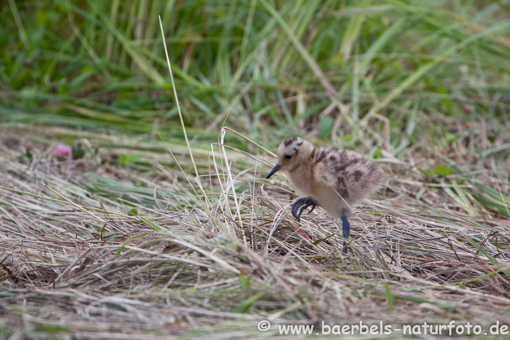 Grosser Brachvogel