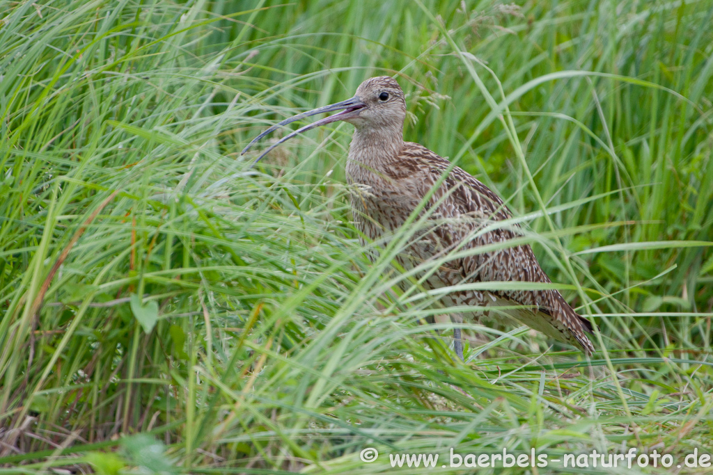 Grosser Brachvogel