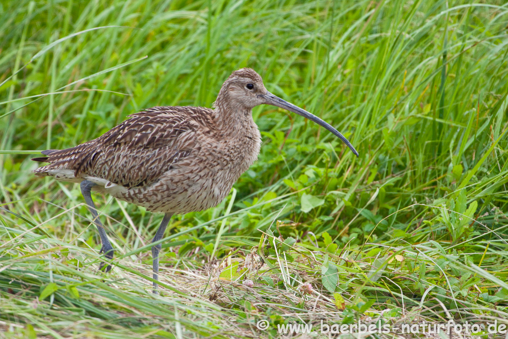 Grosser Brachvogel