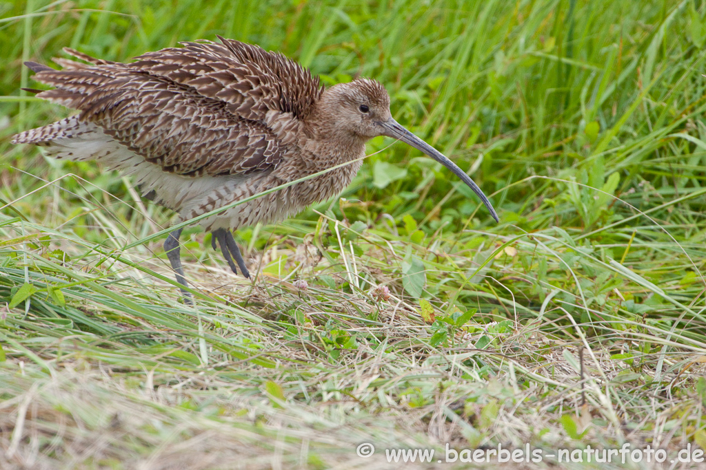 Grosser Brachvogel