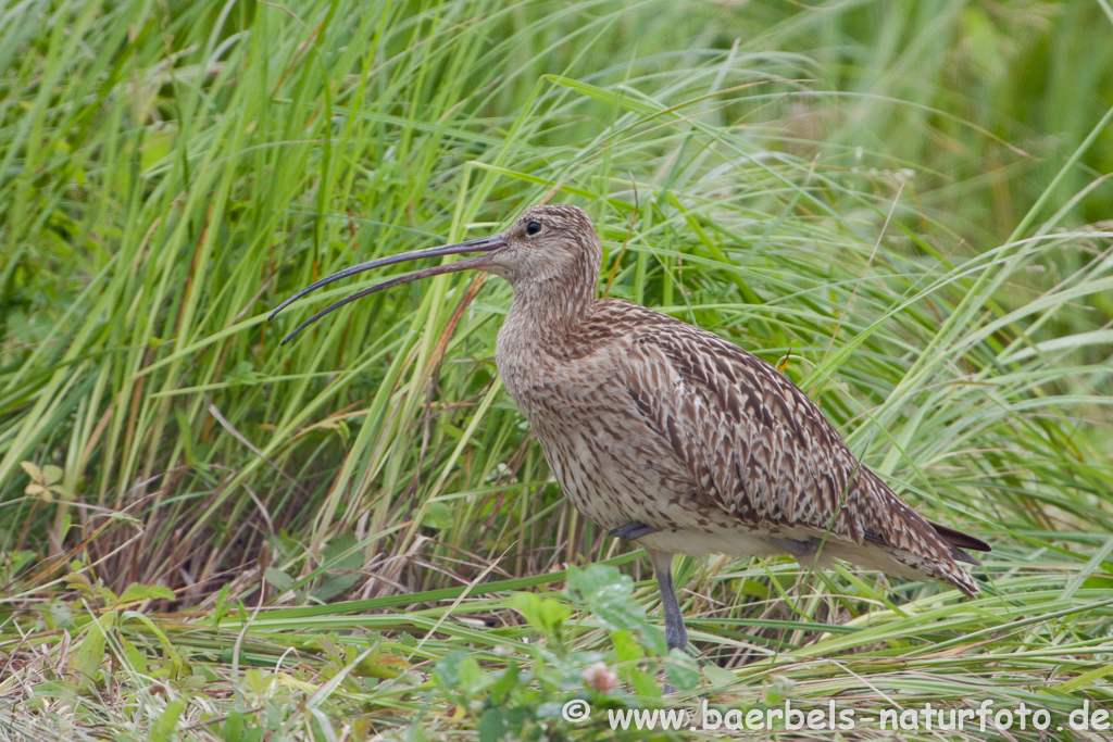 Grosser Brachvogel