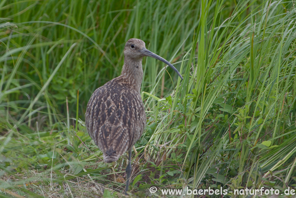 Grosser Brachvogel