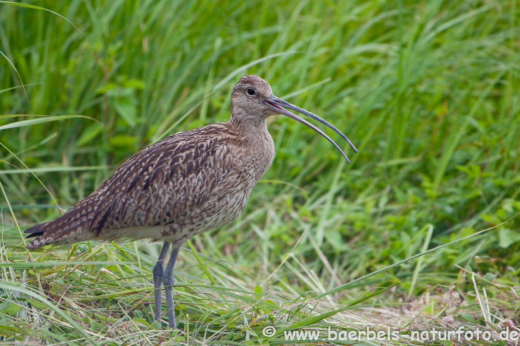 Grosser Brachvogel