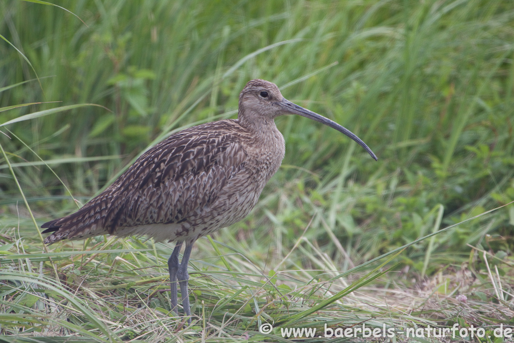 Grosser Brachvogel