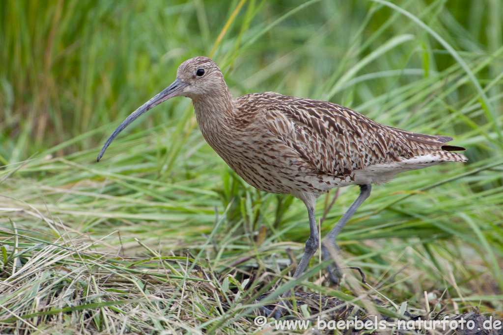 Grosser Brachvogel