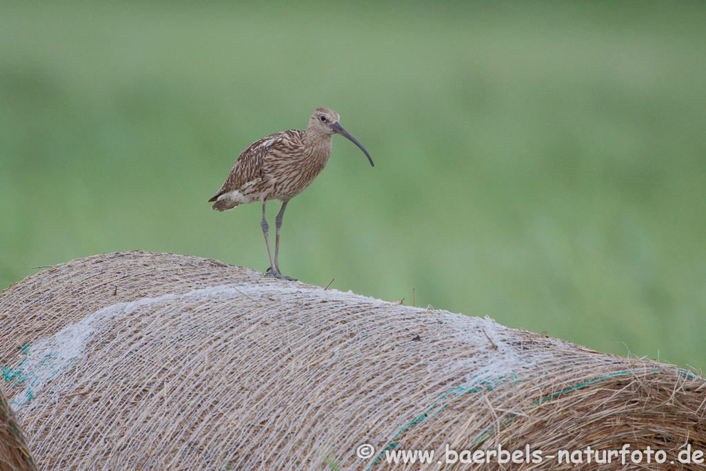 Grosser Brachvogel