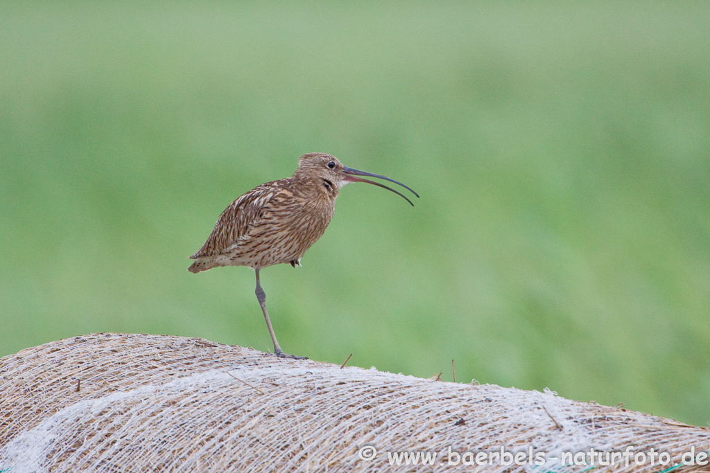 Grosser Brachvogel