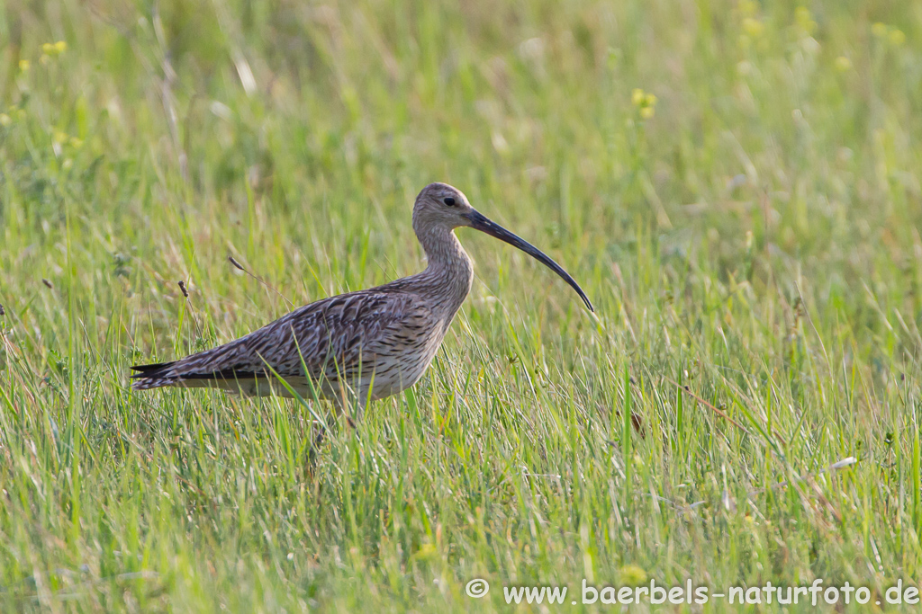 Grosser Brachvogel