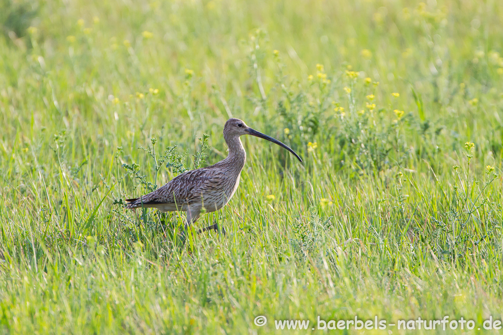 Grosser Brachvogel