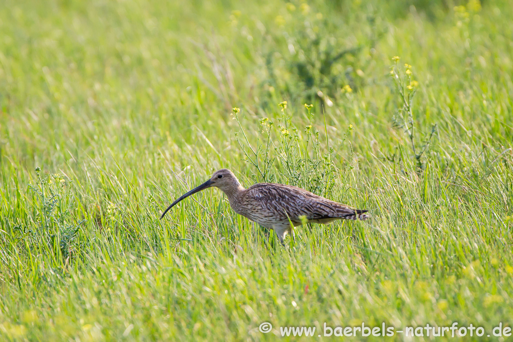 Grosser Brachvogel