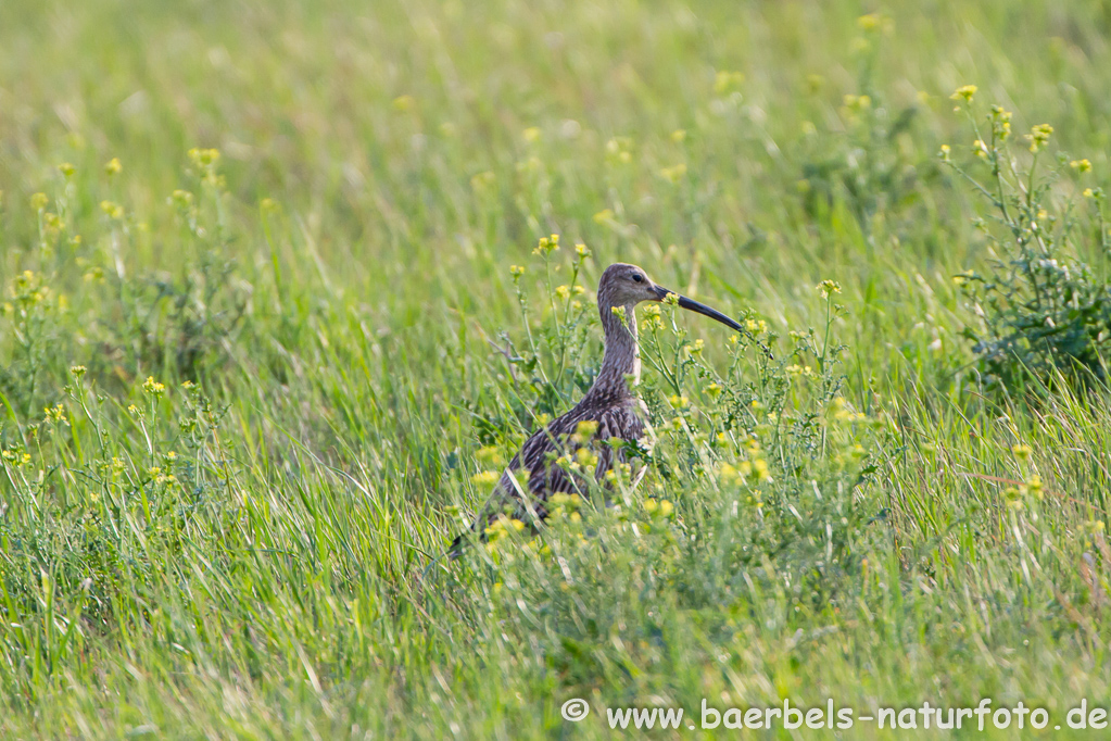 Grosser Brachvogel