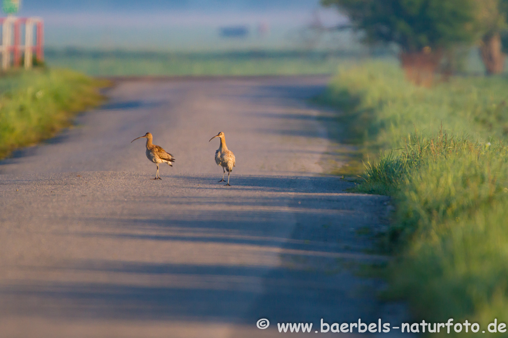 Grosser Brachvogel