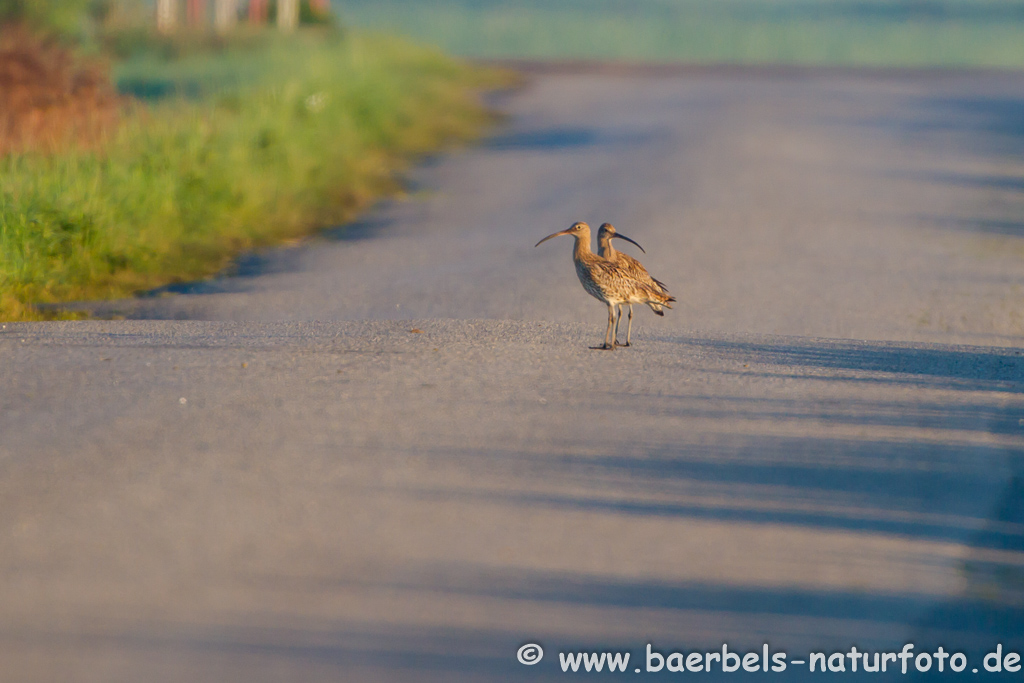 Grosser Brachvogel