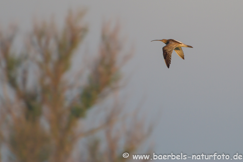 Grosser Brachvogel