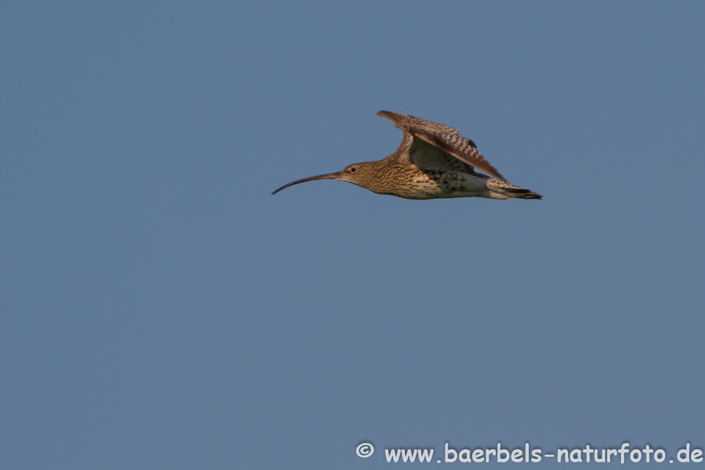 Grosser Brachvogel