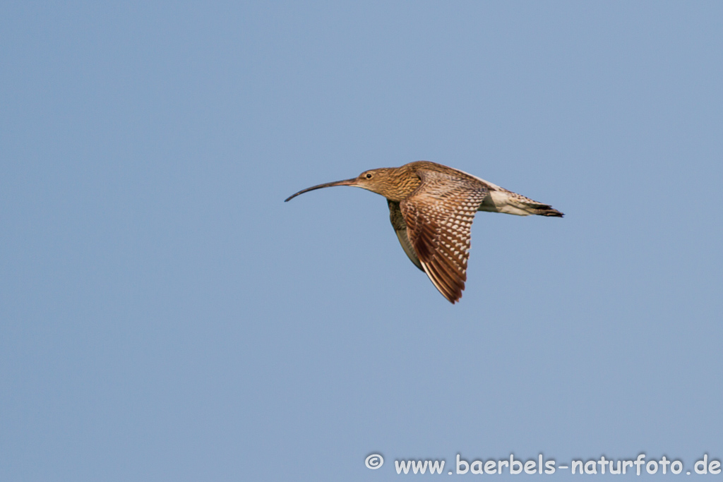 Grosser Brachvogel