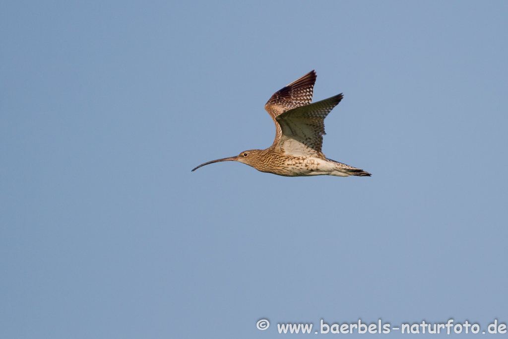 Grosser Brachvogel