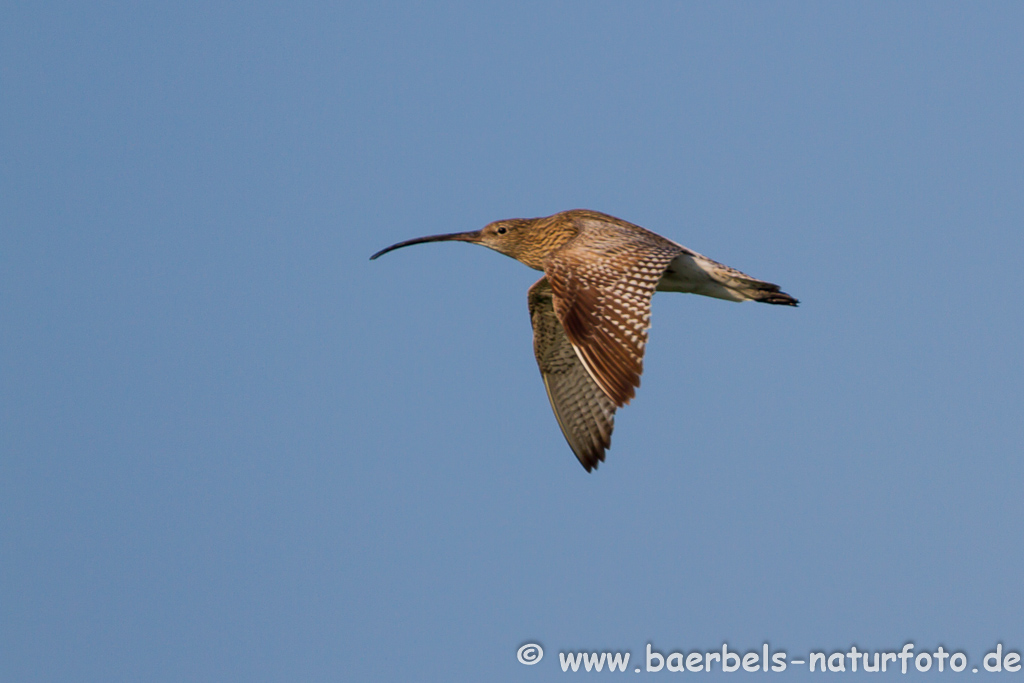 Grosser Brachvogel