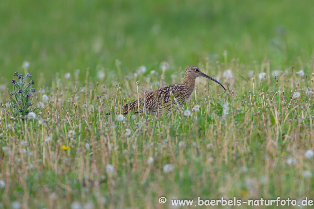 Grosser Brachvogel