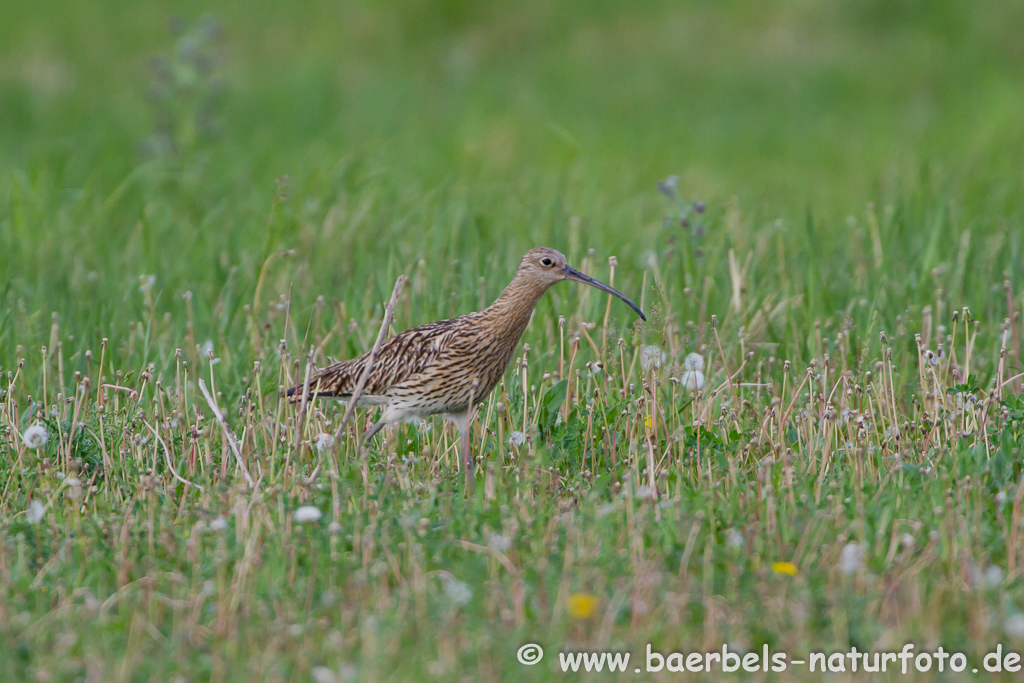 Grosser Brachvogel