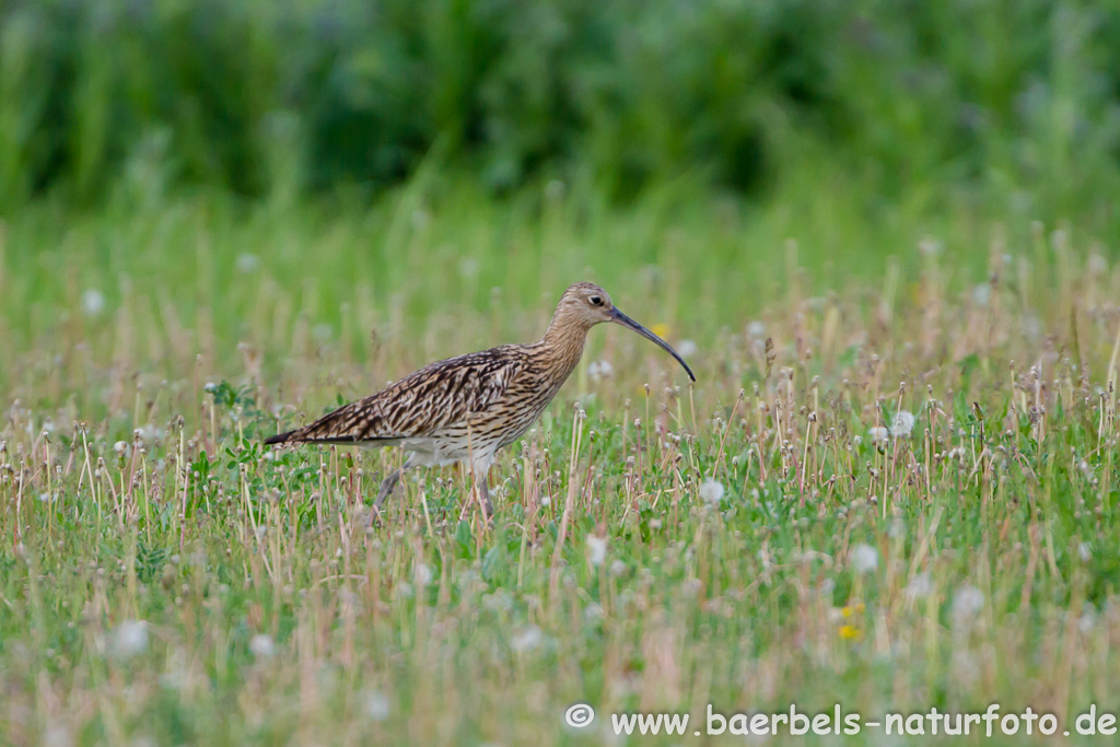 Grosser Brachvogel