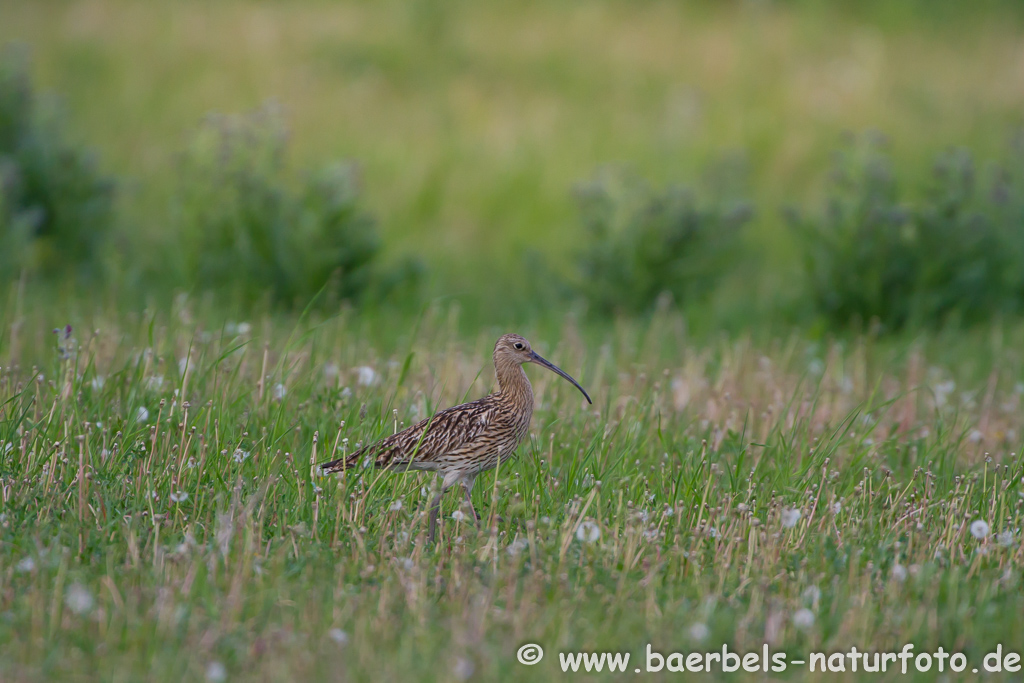 Grosser Brachvogel