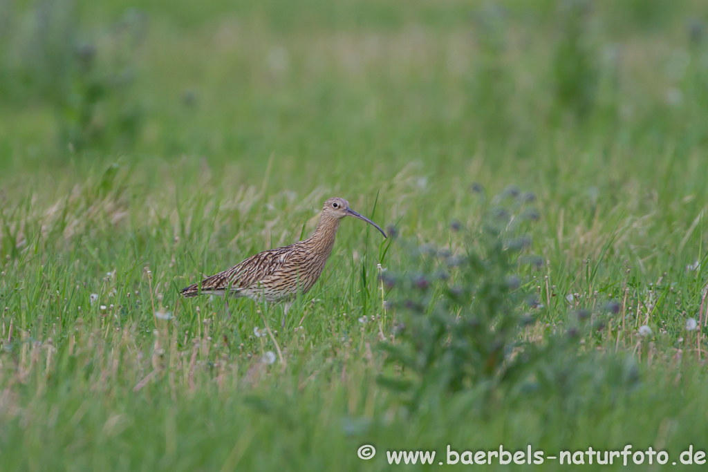 Grosser Brachvogel