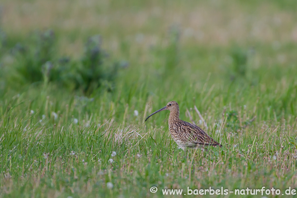 Grosser Brachvogel